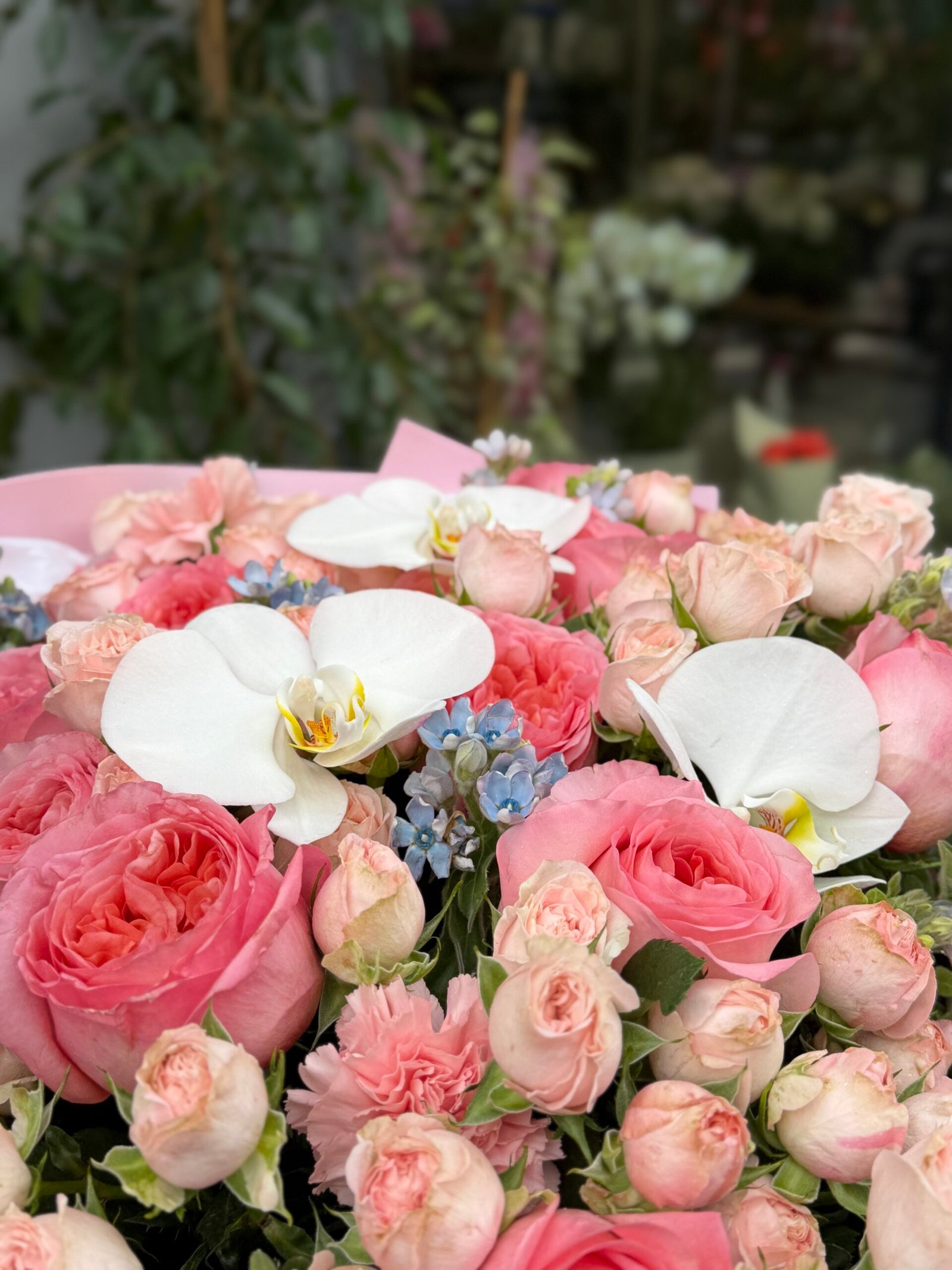 Douce Harmonie - Image 2